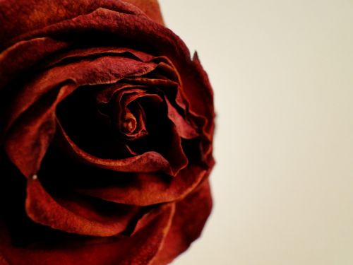 Rožė, Raudona, Meilė, Romantika