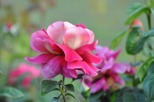 Rožė, Pavasaris, Romantiškas