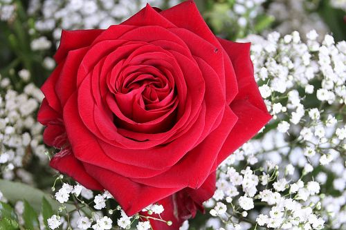Rožė, Išaugo Žydėti, Raudona Roze, Romantiškas, Gypsophila