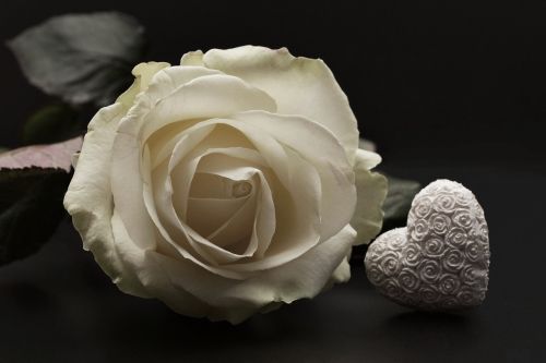 Rožė, Žiedas, Žydėti, Širdis, Gėlė, Valentino Diena, Meilė, Romantika, Balta, Motinos Diena, Romantiškas, Ačiū