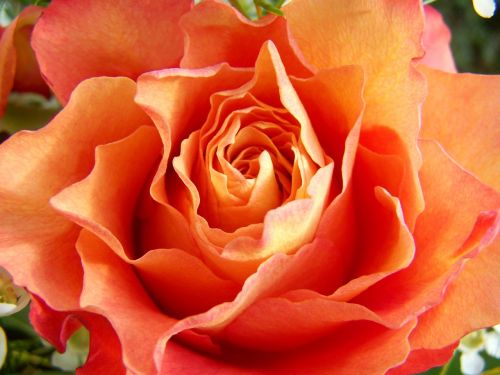 Rožė, Oranžinė Rožinė, Supjaustytos Gėlės