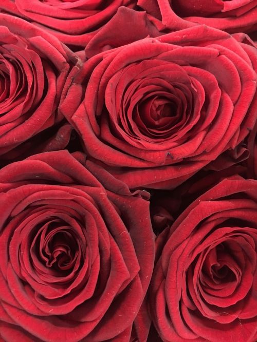 Raudona, Rožė, Rožės, Gėlė, Gamta, Valentine, Gėlės, Naomi