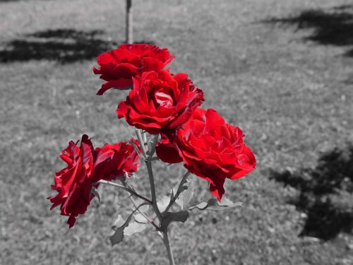 Rožė, Raudona, Gėlė, Gamta, Gėlių, Spalvos Įklijavimo Efektas
