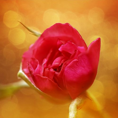 Rožė, Raudona Roze, Gėlė, Vienas Rožė, Raudona, Meilė, Valentine, Gėlių, Žiedas, Žiedlapis, Spalva