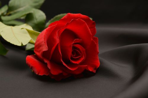 Rožė, Raudona, Raudona Roze, Gėlė, Žiedas, Žydėti, Romantika, Meilė, Ačiū, Vestuvių Dieną