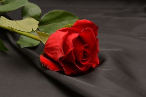 Rožė, Raudona, Raudona Roze, Gėlė, Žiedas, Žydėti, Romantika, Meilė, Ačiū, Vestuvių Dieną