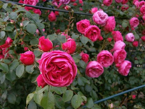 Rožė, Miniatiūrinės Rožės, Rožinė Gėlė, Rožių Sodas