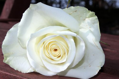 Rožė, Balta Rožė, Gėlė, Žiedas, Žydėti, Išaugo Žydėti, Meilė, Romantika, Kvepalai