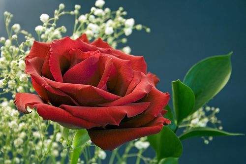 Rožė, Raudona, Gėlė, Raudonos Rožės, Meilė, Romantika, Romantiškas, Valentine, Gamta, Puokštė, Žiedas, Žiedlapiai, Lapai, Elegantiškas, Flora, Žydėti, Natūralus, Fotografija