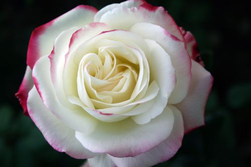 Rožė,  Gėlė,  Rožinis,  Romantika,  Meilė,  Balta,  Rožė