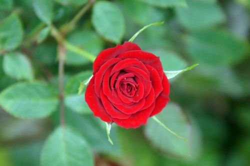 Rožė, Raudona, Gėlė, Raudonos Rožės, Meilė, Romantika, Romantiškas, Valentine, Gamta, Žiedlapiai, Puokštė, Žiedas