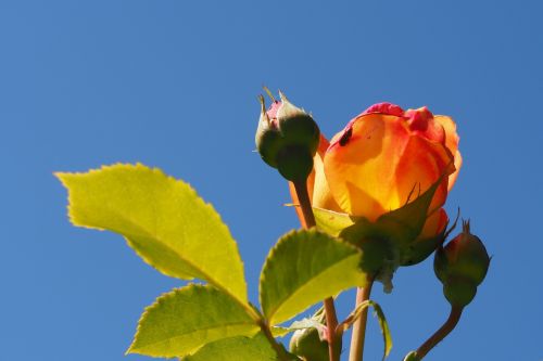 Rožė, Išaugo Žydėti, Rosebud