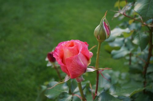 Rožė, Išaugo Žydėti, Rožinė Gėlė, Rožių Kvapas, Pavasaris