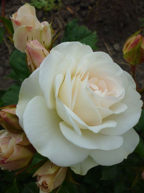 Rožė, Balta, Gamta, Gėlių Pumpurai, Vasaros Gėlė