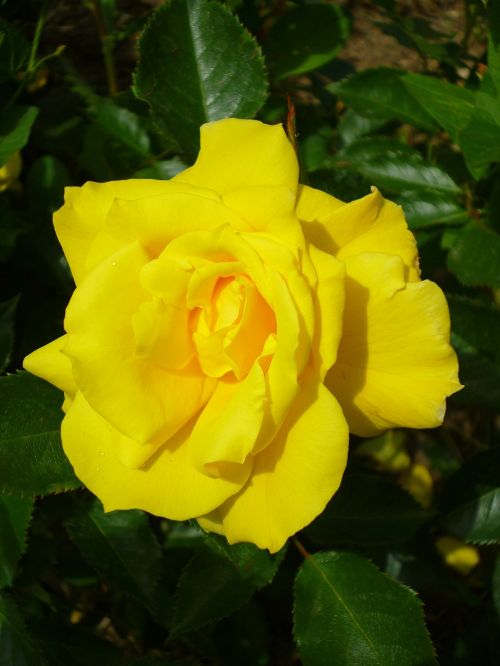 Rožė, Citrinos Geltona, Vasaros Gėlė, Gamta