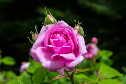 Rožė, Rožinis, Gėlė, Gamta