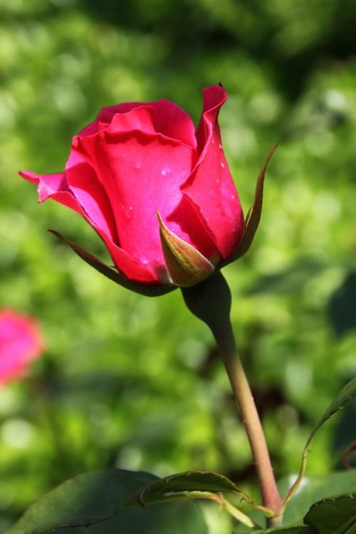 Rožė, Rožių Žydėjimas, Raudona Roze, Gamta, Gėlė, Vasaros Gėlė, Budas, Erškėčių, Grožis, Augalas, Vasara, Žiedas, Žydėti, Žalias, Smailas, Lapai, Meilė, Puokštė, Flora, Filialas, Žalias Lapas, Širdis