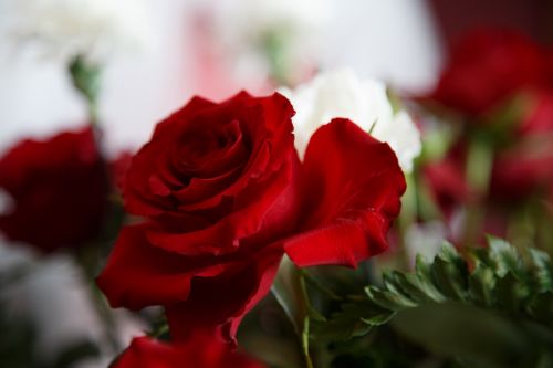 Gėlė,  Gėlės,  Meilė,  Natūralus,  Gamta,  Valentine,  Rožė,  Raudona,  Rožė