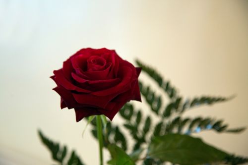 Gėlė,  Gėlės,  Meilė,  Natūralus,  Gamta,  Valentine,  Rožė,  Raudona,  Rožė