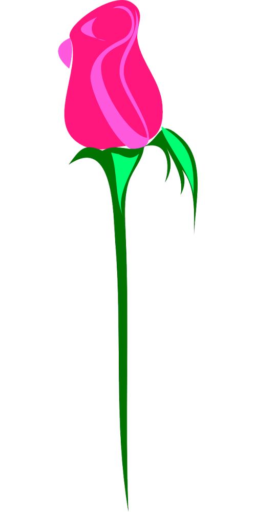 Rožė, Gėlė, Rožinis, Augalas, Gamta, Nemokama Vektorinė Grafika