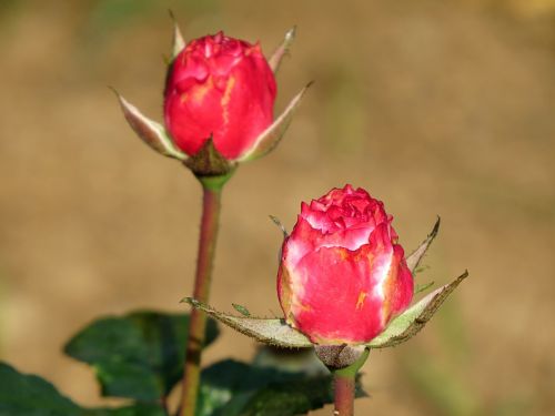 Rožė, Budas, Gėlė, Romantiškas, Meilė, Valentine