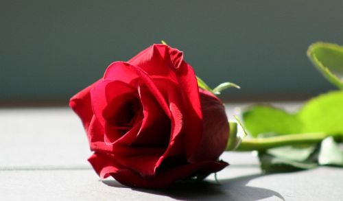 Rožė, Raudona Roze, Gėlė, Raudona, Meilė, Romantika