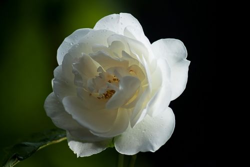 Rožė, Laukinė Rožė, Gamta, Gėlė, Baltos Gėlės