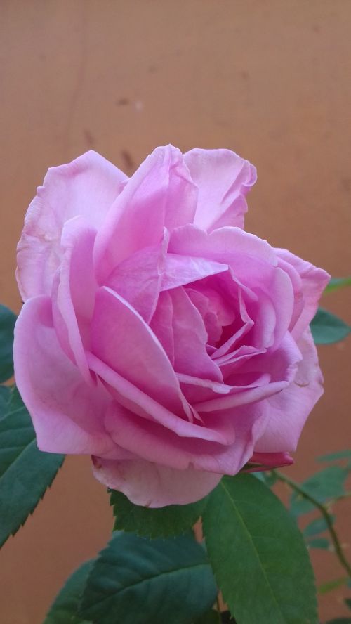 Rožė, Rosa, Gėlė, Gamta, Flora, Gražus
