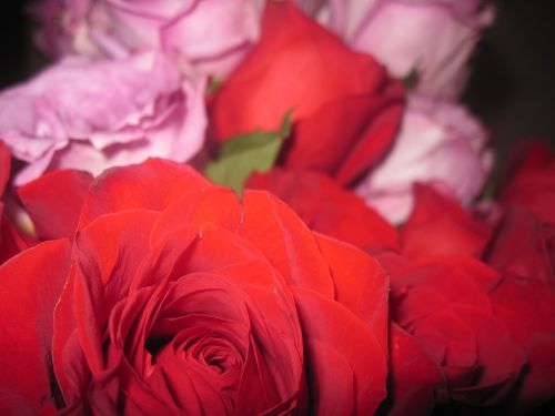 Rožė, Gėlė, Rožių Žydėjimas, Rožės, Gėlės, Rožinis, Raudona Roze, Gamta