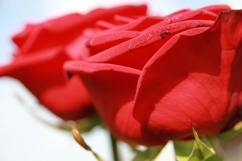 Rožė, Meilė, Gėlė, Vestuvės, Valentine, Romantiškas, Romantika, Rožės, Raudona, Motinos Diena