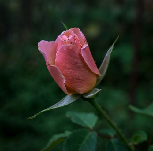 Rožė, Rosebud, Gėlė, Budas, Rožinis