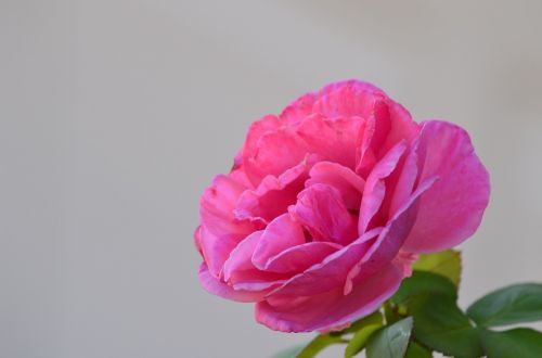 Rožė, Gėlė, Rožinis, Gamta, Flora
