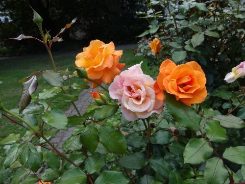 Rožė, Oranžinė, Vėliau Tampa Rausva, Park Landau
