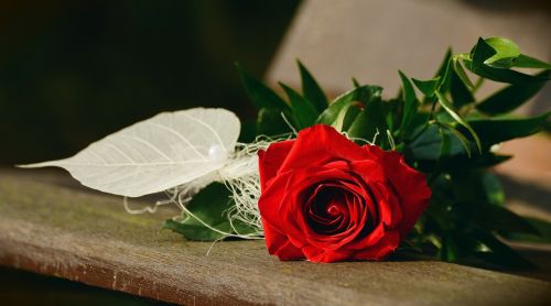 Rožė, Raudona Roze, Gimtadienis, Pasveikinimas, Valentino Diena, Motinos Diena, Pasveikinti, Bankas, Meilė, Sveikinu