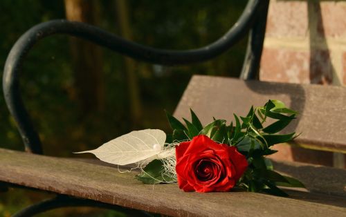Rožė, Raudona Roze, Gimtadienis, Valentino Diena, Motinos Diena, Pasveikinti, Bankas, Romantiškas, Pasveikinimas