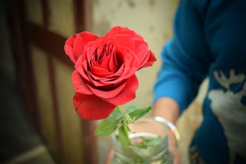 Rožė, Meilė, Raudona, Valentine, Romantika