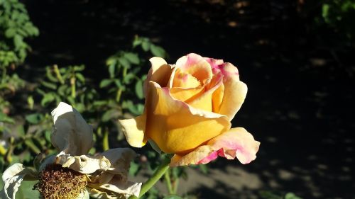 Rožė, Medaus Dijonų Rožė, Gamta, Geltona, Auksinis, Dijon, Gėlė, Rožių Sodas