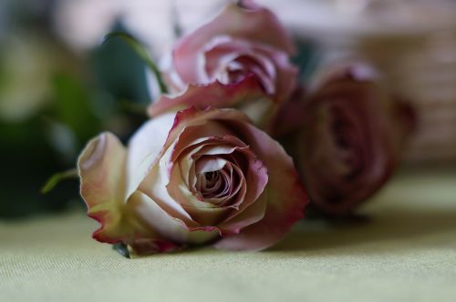 Rožė, Žvilgantis Rožinis, Išaugo Žydėti, Romantika