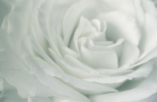 Rožė, Balta, Balta Rožė, Gėlė, Romantika, Meilė, Augalas, Romantiškas, Gėlių, Žiedlapis, Gamta, Elegantiškas, Valentine, Vestuvės, Švelnus, Šviesus, Gimtadienis, Subtilus, Žiedas, Jubiliejus