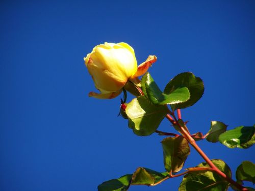 Rožė, Geltonos Rožės, Mėlynas Dangus