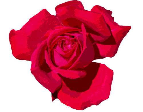 Rožė, Meilė, Romantiškas, Raudona Roze, Raudona, Gėlės, Žiedas, Žydėti, Gražus, Valentino Diena, Gamta