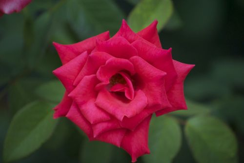 Rožė, Raudona Roze, Gėlė, Gamta