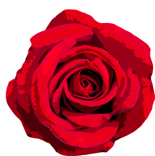 Rožė, Meilė, Valentino Diena, Vestuvės, Raudona Roze, Romantiškas, Flora, Žiedas, Žydėti, Dėkoju, Meilė, Gėlės