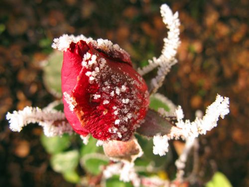 Rožė, Žiema, Ledas, Trumpalaikis, Trumpalaikis Laikotarpis