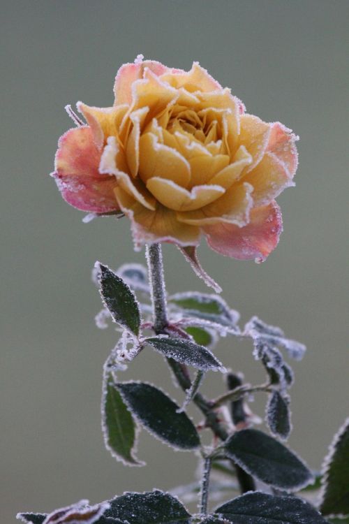 Rožė, Lapkritis, Žiema, Šaltis, Gėlė, Ledinis, Išgyventi