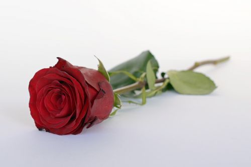 Rožė, Raudona, Rožė, Romantika, Romantiškas, Meilė, Žiedas, Žydėti, Gėlės, Valentino Diena, Vestuvių Dieną, Žalias, Kilnus, Raudona Roze, Gamta