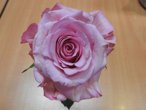 Rožė, Gėlė, Žiedas, Romantiškas, Valentine