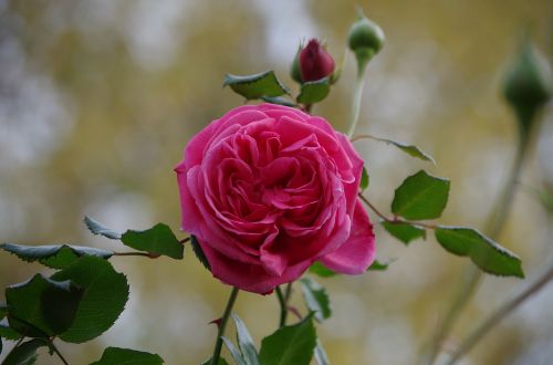 Rožė, Rožinis, Gėlės, Augalas, Išaugo Žydėti, Romantiškas, Valentine, Meilė
