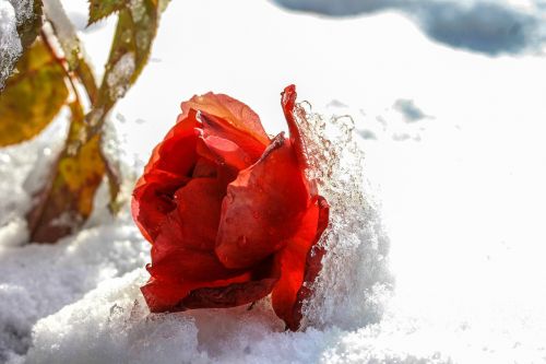Rožė, Snieguotas, Ledas, Žiema, Šaltas, Šaltis, Sniegas, Sušaldyta, Gėlės, Augalas, Raudona Roze, Raudona Gėlė