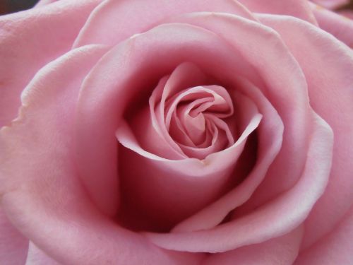 Rožė, Meilė, Rožinis, Romantiškas, Valentine, Gėlė, Gėlių, Gamta, Apdaila, Santuoka